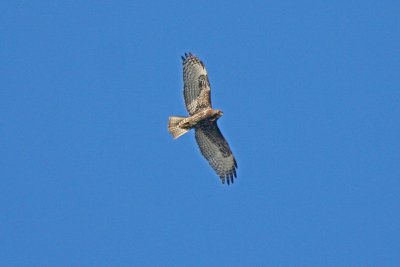 Juvenile Harlan's Red-tailed Hawk