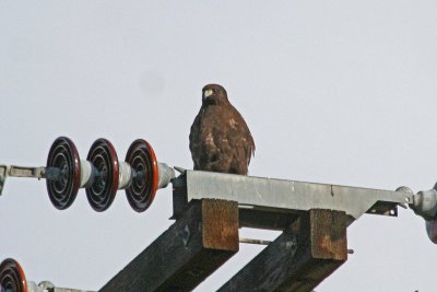 Dark morph Harlan's Red-tailed Hawk