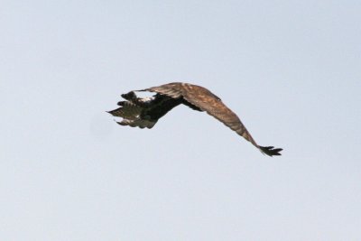 Dark morph Harlan's Red-tailed Hawk