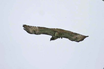 Juvenile Harlan's Red-tailed Hawk
