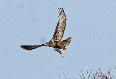 Harlan's Red-tailed Hawk