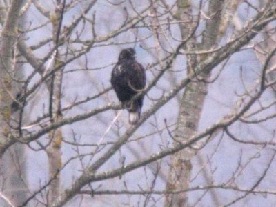 Dark morph Harlan's Red-tailed Hawk