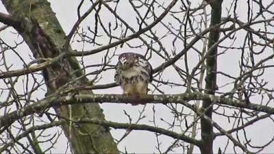 Light morph Harlan's Red-tailed Hawk