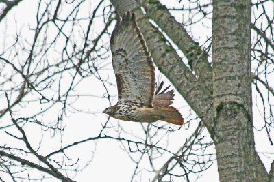 Light morph Harlan's Red-tailed Hawk