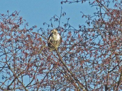 Harlan's Red-tailed Hawk