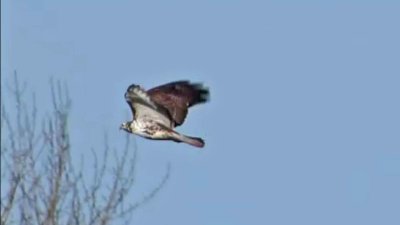 Light Morph Harlan's Red-tailed Hawk