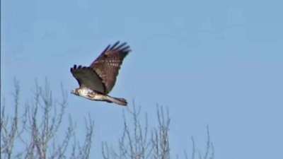 Harlan's Red-tailed Hawks 