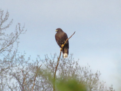 Dark Morph Red-tailed Hawk 1 of 2