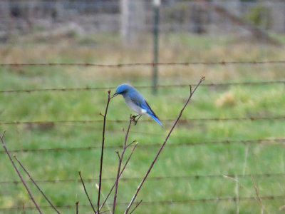 Mountain Bluebird