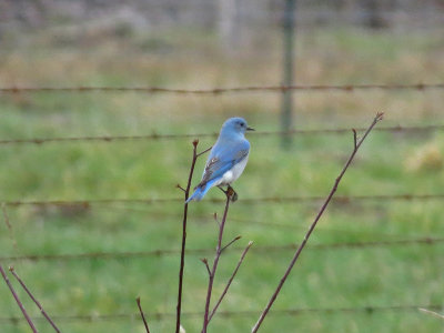 Mountain Bluebird