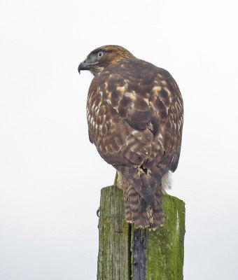 Red-tailed Hawk, subadult