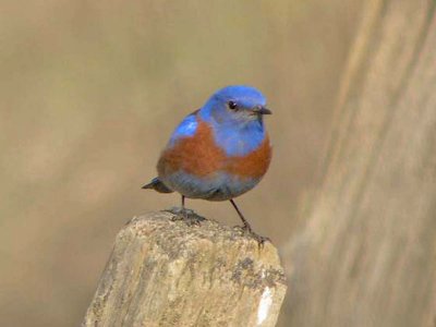 Western Bluebird