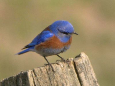 Western Bluebird