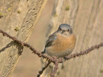 Western Bluebird