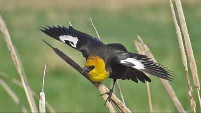 Yellow-headed Blackbird