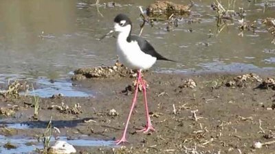 Black-necked Stilt