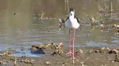 Black-necked Stilt