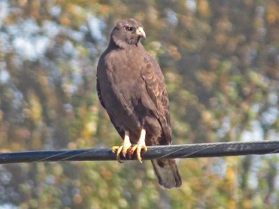 Dark Morph Red-tailed Hawk 2 of 2
