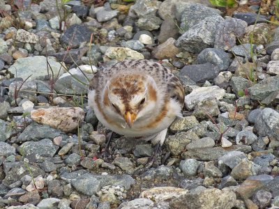 Snow Bunting