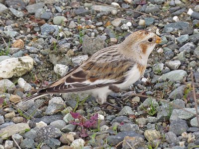 Snow Bunting