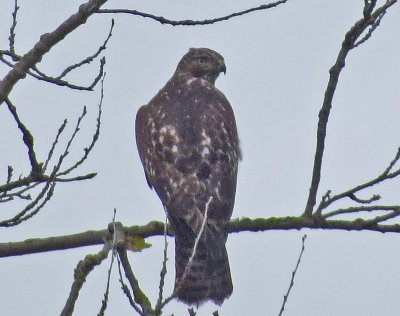 Harlan's Red-tailed Hawk, juvenile