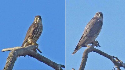 Merlin (L) & Gyrfalcon (R) using the same perch on the same day (not to scale)