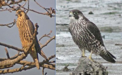 Juvenile Peregrine Falcons