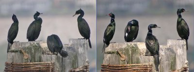 Pelagic Cormorants - what a difference a little sun can make