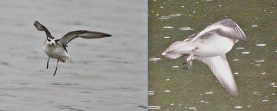 Red-necked (L) & Red (R) Phalaropes  2 of 2  (not to scale)