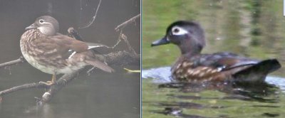 Female Mandarin (L) & Wood (R) Ducks