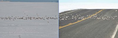 Snow Buntings on light & dark surfaces.