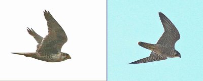 Underside of Prairie (L) & Peregrine (R) Falcons