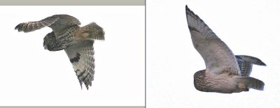 Long-eared (L)  &  Short-eared (R) Owls