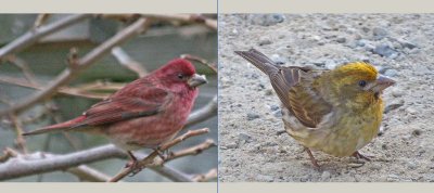 Purple Finches -  unusual yellow variant on right