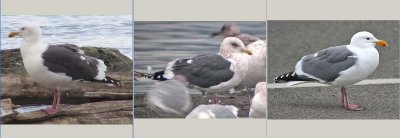Slaty-backed Gull in middle w/ Western Gulls on either side