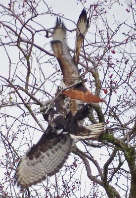 Harlan's & Western Red-tailed Hawks in conflict