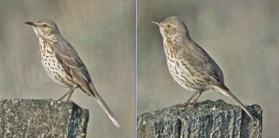 Sage Thrashers