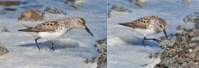 Western Sandpiper; 2 photos of same bird