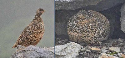 White-tailed Ptarmigan:  2 photos of same shape-shifting bird