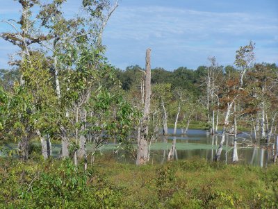 Cypress swamp