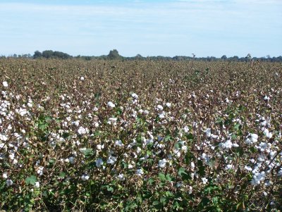 Cotton fields, Mississippi