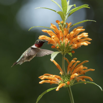 Male Ruby Throated and Leonotis IMGP1102a.jpg