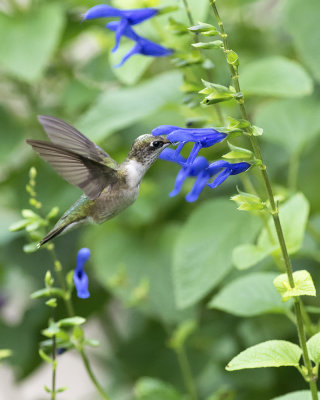 Salvia guaranitica IMGP6963a.jpg