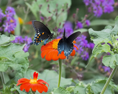 Pipevine Swallowtails on tithonia IMGP7953a.jpg