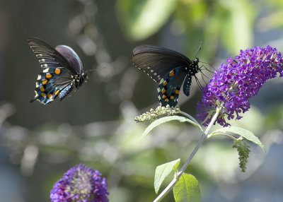 Pipevine Swallowtails IMGP8463a.jpg