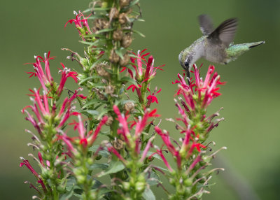 Hummingbirds, Lobelia Cardinalis and Monarda