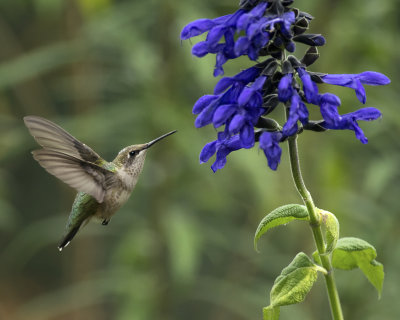 Salvia Costa Rica Blue IMGP1090a.jpg