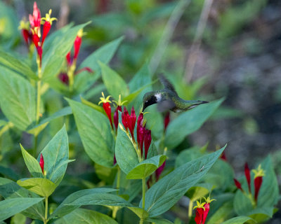 Spigelia_marilandica_Indian_Pink_IMGP6179a.jpg