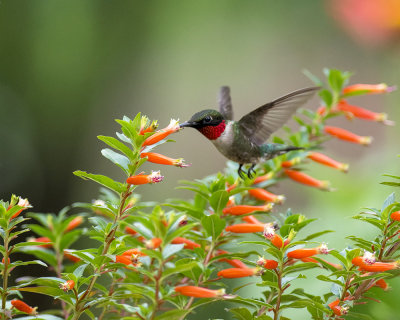 Cuphea Schumannii, 'David Verity', Vermillionaire and Hummingbirds 2018