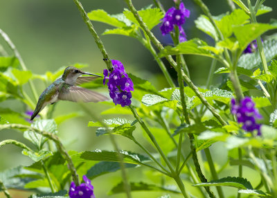 Lavender_Porterweed_IMGP8056a.jpg